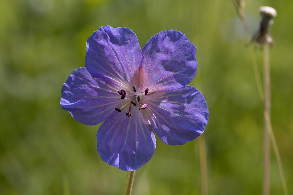 bloemen bloem hdr natuur flora roos rozen tulp tulpen orchidee orchideeen zonnebloem geranium cannabis marihuana wiet hennep sativa indica
